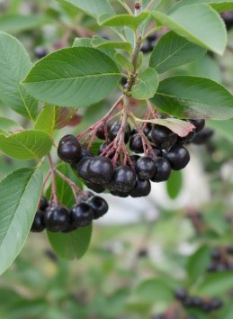 Jeřáb černoplodý Arónie 'Nero' - velkoplodý