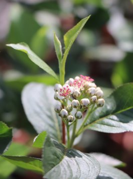 Jeřáboplodec Mičurinův 'Amit' - aronie