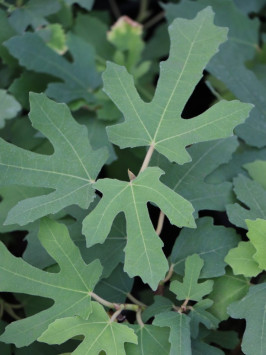 Fíkovník smokvoň ´Little Miss Figgy´®