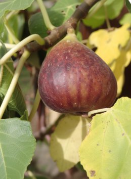 Fíkovník smokvoň 'Brown Turkey'