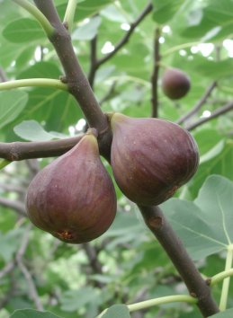 Fíkovník smokvoň 'Francuesco'
