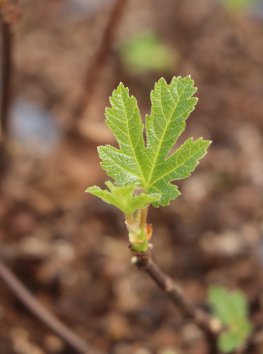 Fíkovník smokvoň 'Peretta'