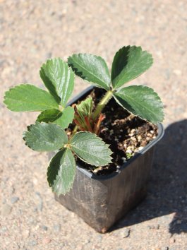 Jahodník velkoplodý 'Senga Sengana' - 1 ks, H9