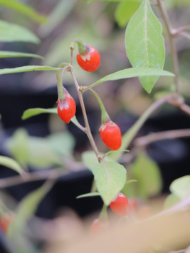 Kustovnice čínská 'Goji'