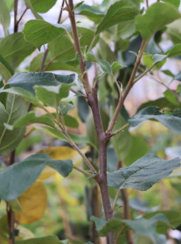 Jabloň 'MALINOVÉ HORNOKRAJSKÉ'