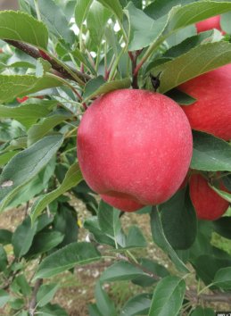 Jabloň 'TOPAZ'