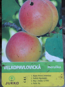 Meruňka ´Velkopavlovická´