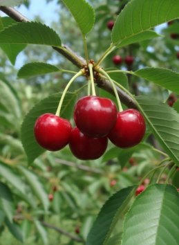 Višeň 'Érdi Bötermö'