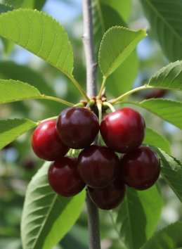 Višeň 'Újfehértoi Fürtös'