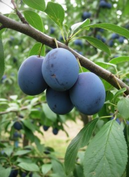 Švestka 'GABROVSKÁ'