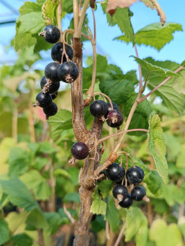 Rybíz černý 'Ben Alder' v kont 5L