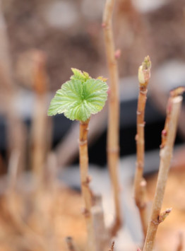 Rybíz černý 'Black Bells'