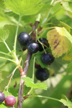 Rybíz černý 'Titania'