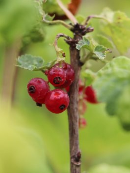 Rybíz červený 'Jonkheer van Tets' ko5L