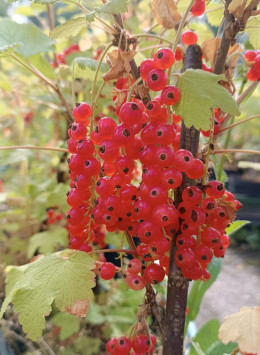 Rybíz červený 'Rosetta' ko5L