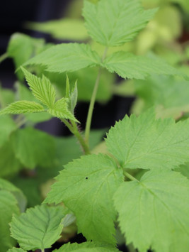 Maliník 'Autumn Belle'– stáleplodící