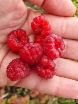 Maliník 'Bohéme'– stáleplodící