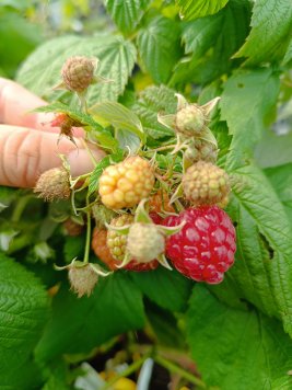 Maliník 'Polka'– stáleplodící