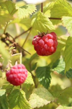 Maliník 'Summer Chef'