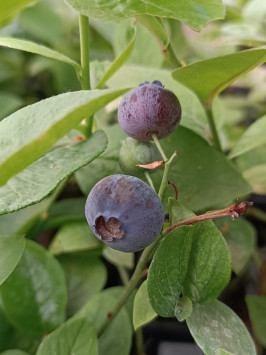 Kanadská borůvka 'Bluegold'
