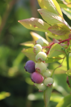 Kanadská borůvka 'Goldtraube'