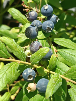 Kanadská borůvka 'Hortblue Petite' ®