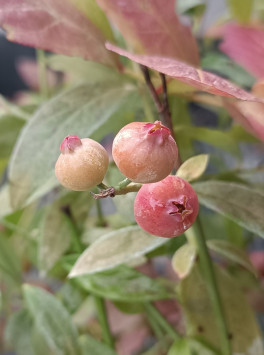 Růžová kanadská borůvka 'Pink Lemonade'® - pozdní