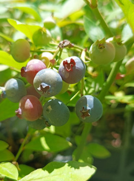 Kanadská borůvka ´Poppins´®