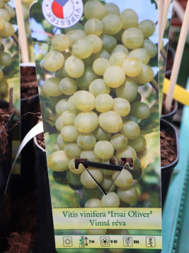 Vinná réva 'Irsai Oliver'