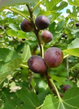 Fíkovník smokvoň ´Little Miss Figgy´®