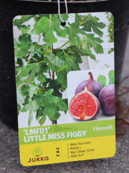 Fíkovník smokvoň ´Little Miss Figgy´®