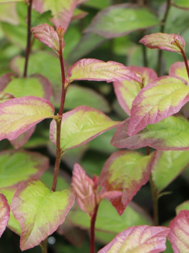 Parotie perská 'Persian Spire®'