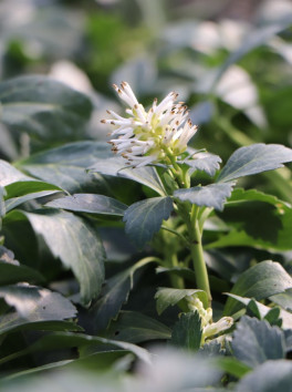 Tlustonitník klasnatý