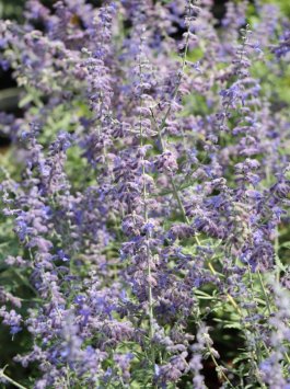 Perovskie lebedolistá 'Lacey Blue'