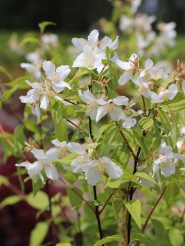 Pustoryl 'Belle Etoile'