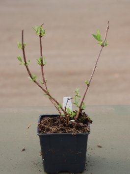 Pustoryl 'Little White Love'