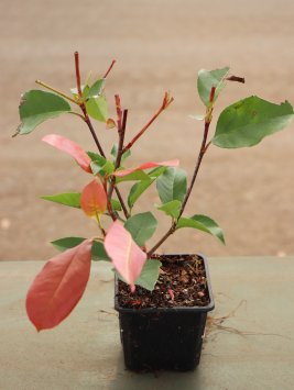 Blýskavka fraserova 'Red Select'