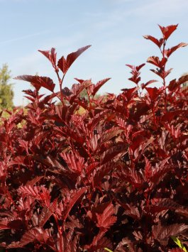 Tavola kalinolistá 'Little Angel'