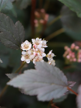 Tavola kalinolistá 'Little Joker'