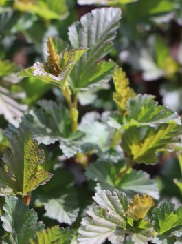 Tavola kalinolistá 'Red Baron'