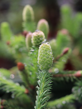 Smrk ztepilý ´Pusch´