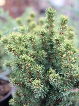 Smrk sivý 'Alberta Globe'