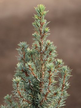 Smrk sivý zakrslý 'Sander´s Blue´