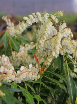 Pieris japonský 'Forest Flame'