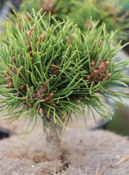 Borovice kleč 'Ježek'