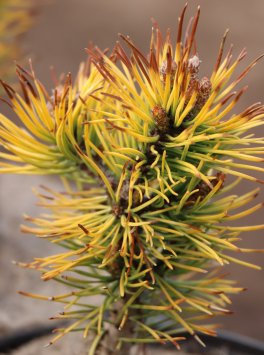 Borovice kleč 'Mops Gold'