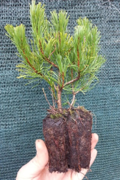 Borovice kleč var. Pumilio