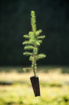 Smrk omorika (Pančičův)