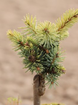 Smrk pichlavý 'Glauca Globosa'