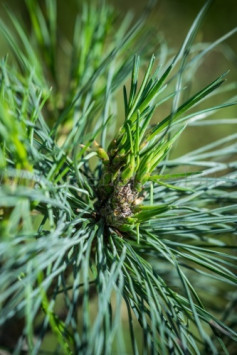 Borovice himalájská